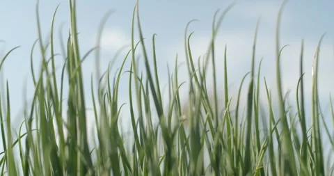 Spring onion leaves.Perfect spring onion shoots with pointed green leaves. Stock Footage 302113583