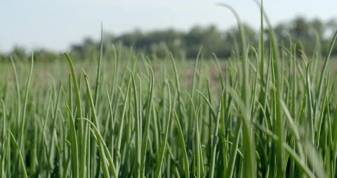 Spring onion leaves.Perfect spring onion shoots with pointed green leaves. Stock Footage 302116396