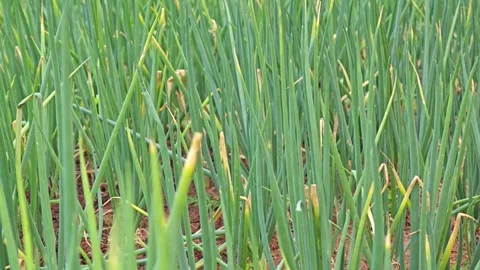 Spring Onion, organic vegetable sprout grows on the ground. Stock Footage 305371201
