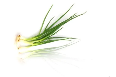 The spring onion. Stock Photos