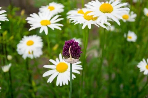 Spring onion Stock Photos
