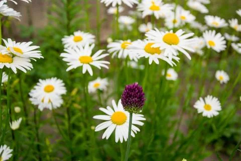 Spring onion Stock Photos