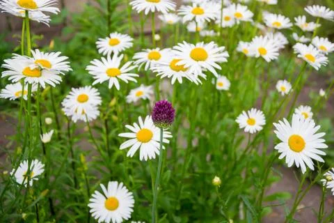 Spring onion Stock Photos