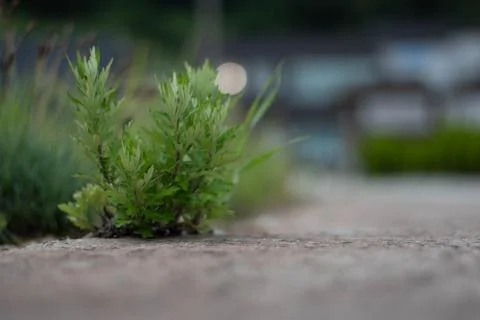 Spring onion Stock Photos