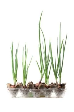 .spring onion plant Stockfoto's