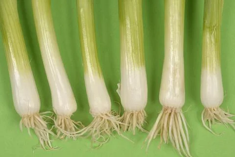 Spring Onion Roots Close-up 写真素材