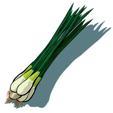 Spring Onion, Scallion Illustrazione stock