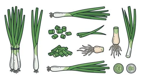 Spring Onion Scallion Vector Set Whole Chopped Sliced Stock Illustration