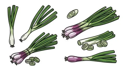 Spring Onion Scallion Vector Set Purple Base Sliced Stock Illustration