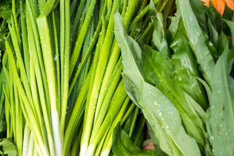 Spring Onion Stems Stock Photos