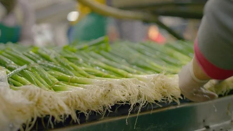 Spring onions are being cleaned. Video stock 124079304