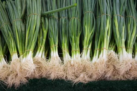 Spring onions - bundle of onions closeup Stock Photos