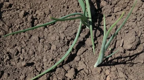 Spring onions Stock-Footage 49967735