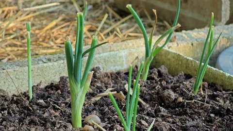 Spring onions growing in the vegetable garden. Green onions. Stock Footage 304648190