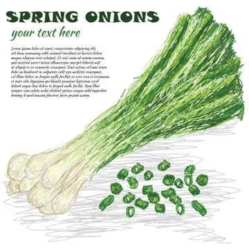 Spring onions Stock Illustration