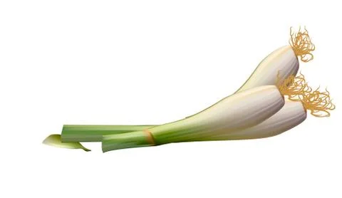 Spring onions Illustrazione stock