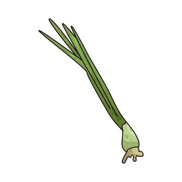 Spring onions illustration Stock Illustration