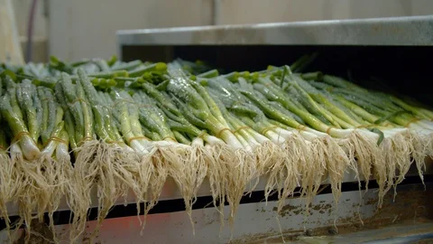 Spring onions in the market Stock Footage 124079285