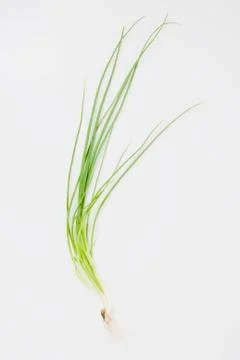 Spring onions Stock Photos