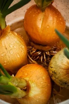 Spring onions Stock Photos
