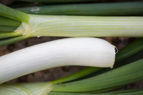 Spring onions Stock Photos