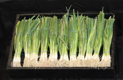 Spring Onions. Stock Photos