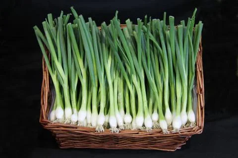 Spring Onions. Stock Photos