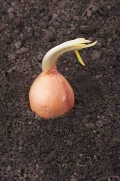 Spring onions in soil Stock Photos