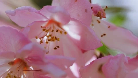 The Spring open pink peach close-up macro shot 스톡 동영상 107498789