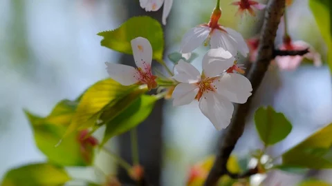Spring open sakura blossom closeup macro 스톡 동영상 107742469