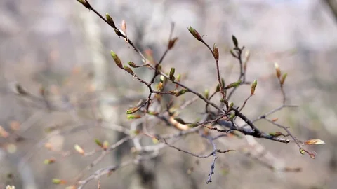 Spring opening buds on trees Stock Footage 124714249