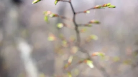 Spring opening buds on trees Stock Footage 124714273