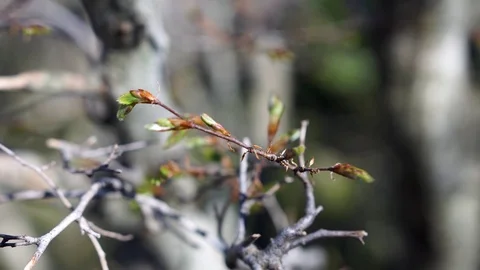 Spring opening buds on trees Stock Footage 124714334