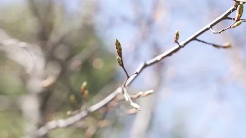 Spring opening buds on trees Stock Footage 124714417