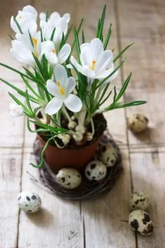Spring or Easter composition of crocuses and quail eggs. Rustic style. Stock Photos