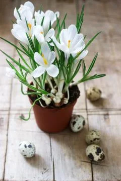 Spring or Easter composition of crocuses and quail eggs. Rustic style. Stock Photos