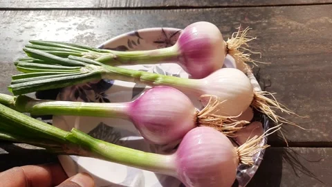 Spring or green onion. 库存影片 239084869