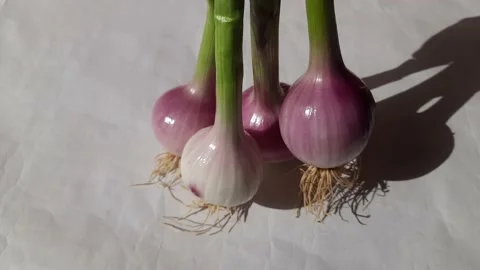 Spring or green onion. Stock Footage 239302891