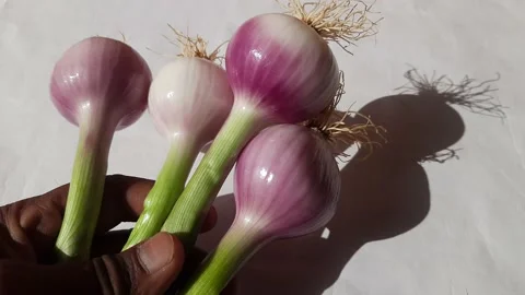 Spring or green onion. 库存影片 239302975