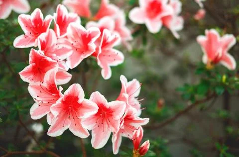 The spring or summer background of the azalea in full bloom with the space. Stock Photos