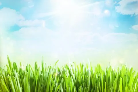 Spring or summer background with fresh grass on blue sky backdrop with copy.. Stock Photos