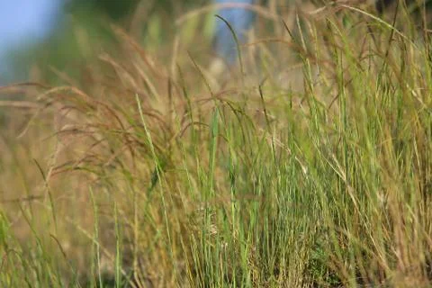 Spring or summer background with green grass Fotos de archivo