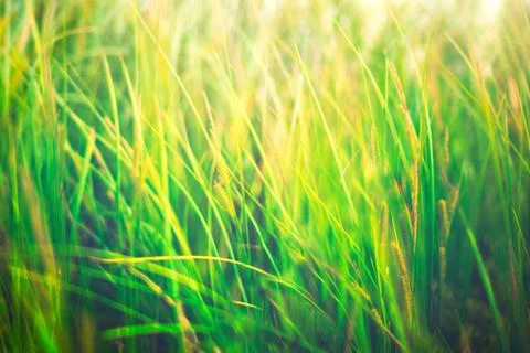 Spring or summer background with green grass retro vintage style Stock-Fotos