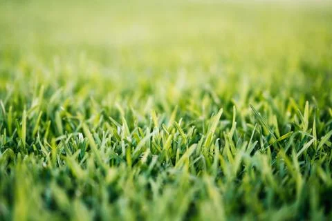 Spring or summer background with green grass.Environment concept. Stock Photos