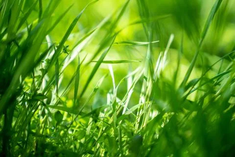 Spring or summer background with green grass.Environment concept. Stock Photos