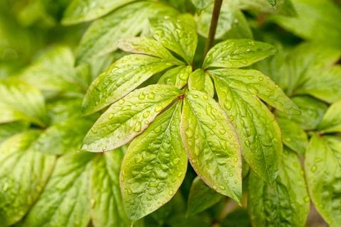 Spring or summer background of green peony leaves with raindrops Stock Photos
