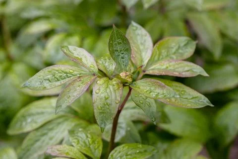 Spring or summer background of green peony leaves with raindrops Stock Photos