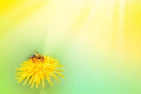 Spring or summer background. Honey Bee collecting pollen on yellow dandelion  Stock Photos