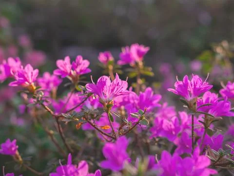 The spring or summer background of the pink azalea flowers in full bloom. Foto stock