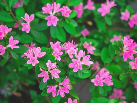 The spring or summer background of the pink azalea flowers in full bloom. Stock Photos